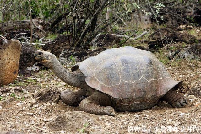 在植食性动物基础上，地球进化出肉食性动物的意义是什么？