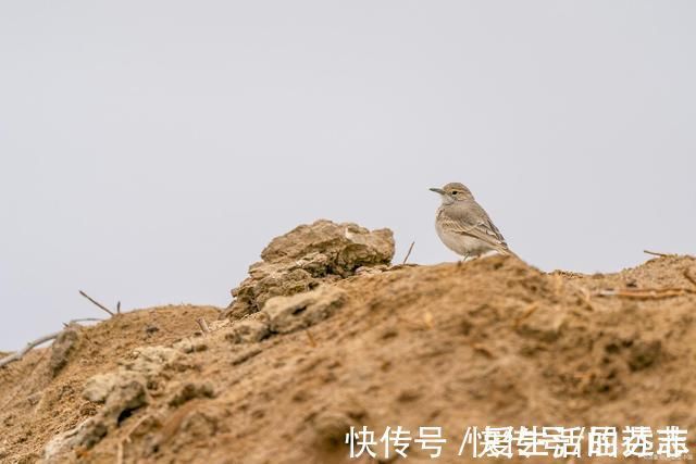 百年孤独&《百年孤独》家族第一个人被捆在树上，最后一个人正被蚂蚁吃掉