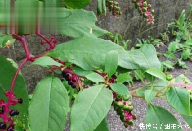 商陸|農(nóng)村中一種不起眼的野草,用來泡腳可治療腳氣,見到可不要錯過