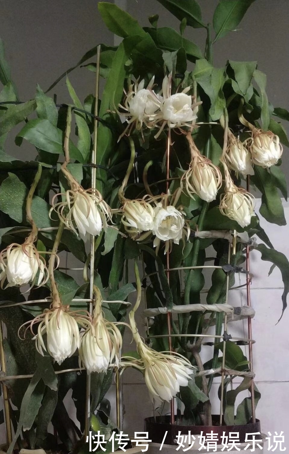 养花|1种花1年只开2、3天，花朵洁白、有仙气，养它值了！