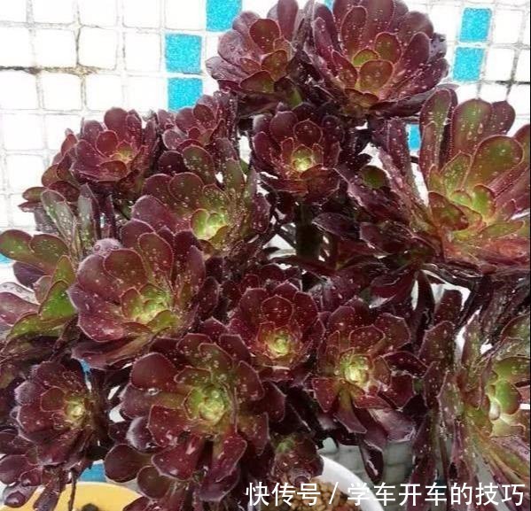 多肉法师想“爆头”不用砍刀，3个方法不露痕迹，变成“伪老桩”！