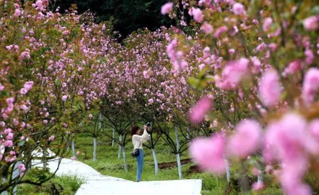 赣州樱花，美“出圈”！