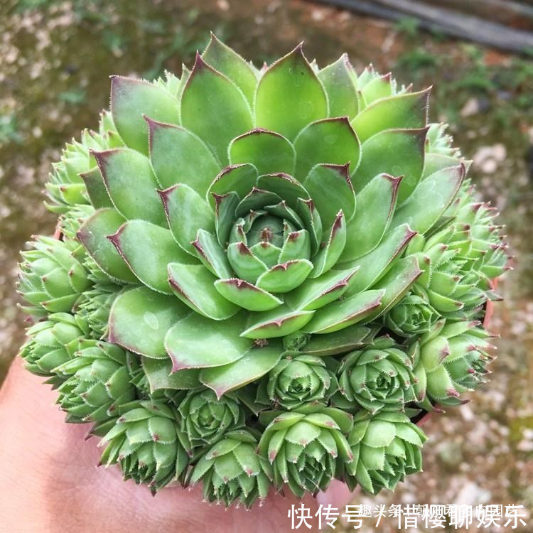 多肉植物|观音莲这样养,不用施肥,一样长满小崽