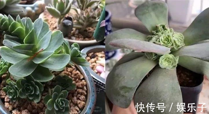 多头多肉|多肉爆盆的4种方法,简单还有效,轻松一盆变多盆!