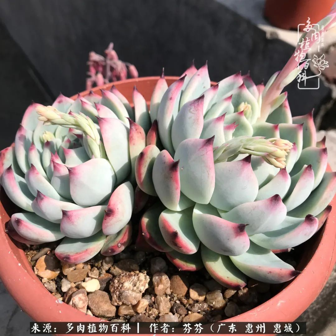 养花|一种爱好就是一种境界，养花养多肉可以培养一个人的心境！