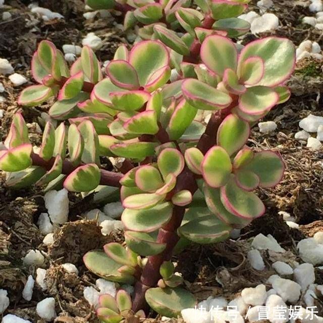 金枝玉叶长成树，喷点“染花剂”，花色艳丽，养成盆景价值高