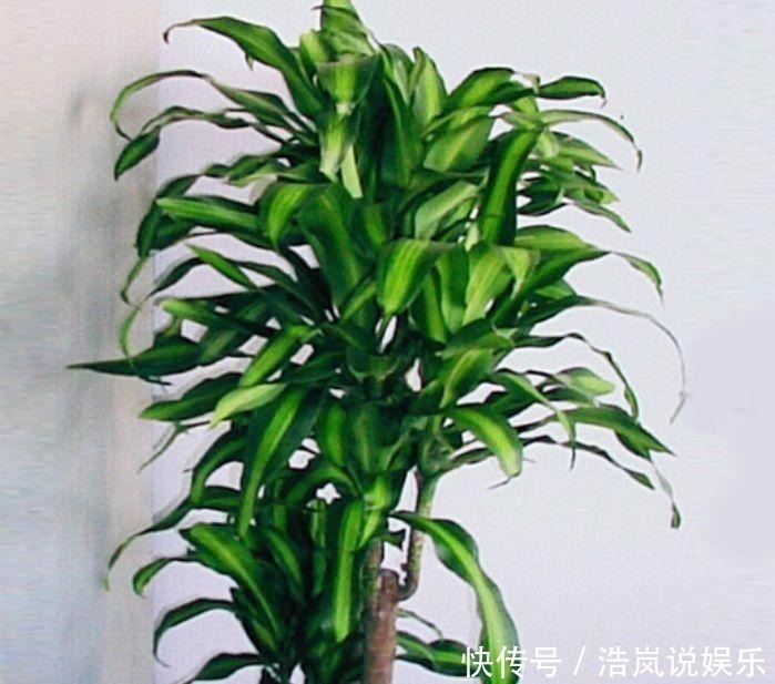 谁见了都喜欢的4种花,好养又漂亮,美不胜收,你养了吗