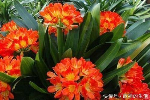 爷爷|君子兰总是不开花爷爷用一勺“它”，不烂根、不夹箭，开花艳