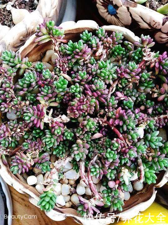 紫米粒|沾土就活的花，叶子掉土里，呼呼蹿出小肉芽