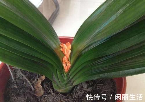 君子兰风信子夹箭不开花，简单1招，把花拽出来！