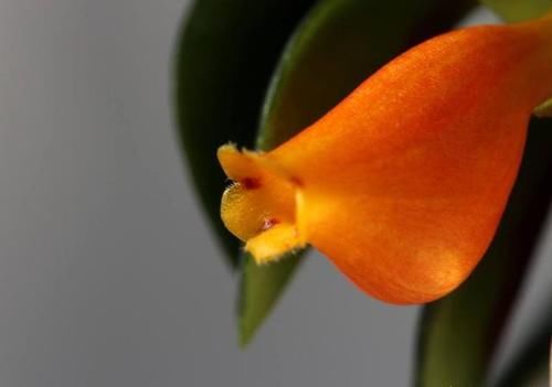 金鱼吊兰颜色越深越好吗？