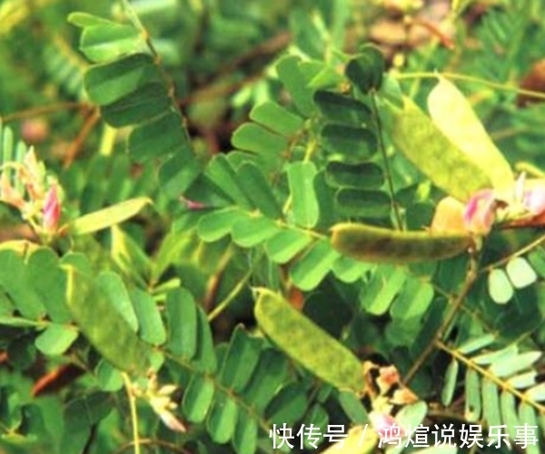 鸡骨草|农村这种“鸡骨草”,普通无奇被当作害草却好处多,竟是养生良药