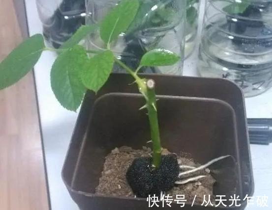 天气转凉了!用海绵扦插植物,遵循这4步,操作简单、零失误