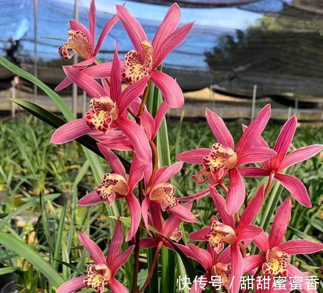 贵妃兰应该怎么养