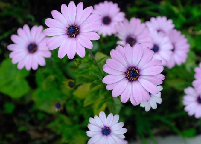 世界上品种最多的植物,没有之一,光路边就有20多种!