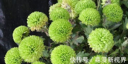 夏秋季|”珍稀名菊“绿乒乓菊,似绿如新翠,清新脱俗,堪称养花必备