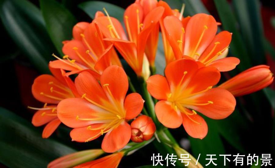 花友|3种花秋天“睡醒后”,及时喂点大补肥,才能长得壮开爆花