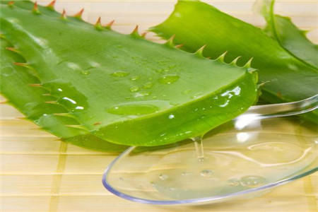 芦荟胶的六大作用和功效