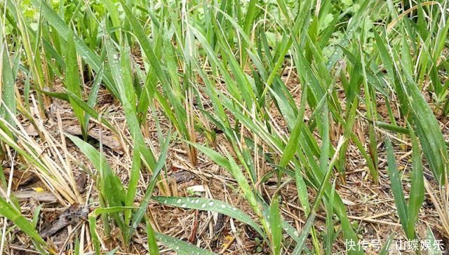 曾是恶性杂草,味道却比甘蔗甜,农村娃的小零食,如今25元一斤