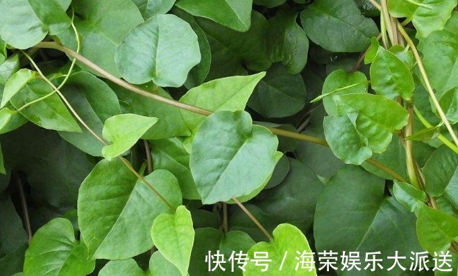 乡下人|农村房子旁的野草,乡下人当野草除,其实还有其它用处