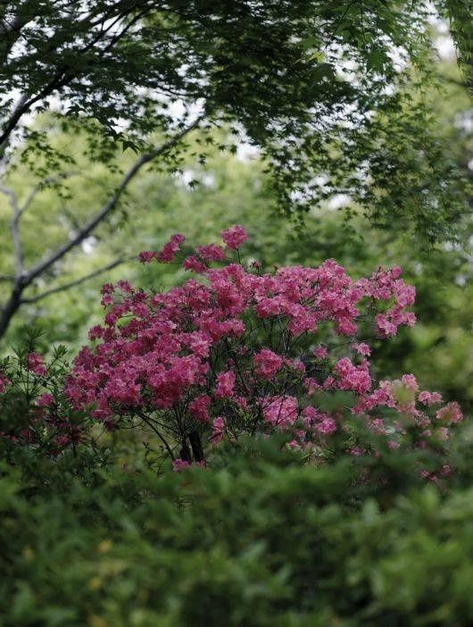 20000余株杜鹃竞相开放 滨江森林公园百亩花谷等你来约