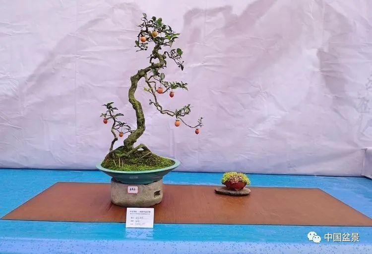 植株|这两种盆景能当传家宝,被爱好者当“心头肉”