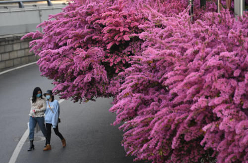 湖南，花事繁华