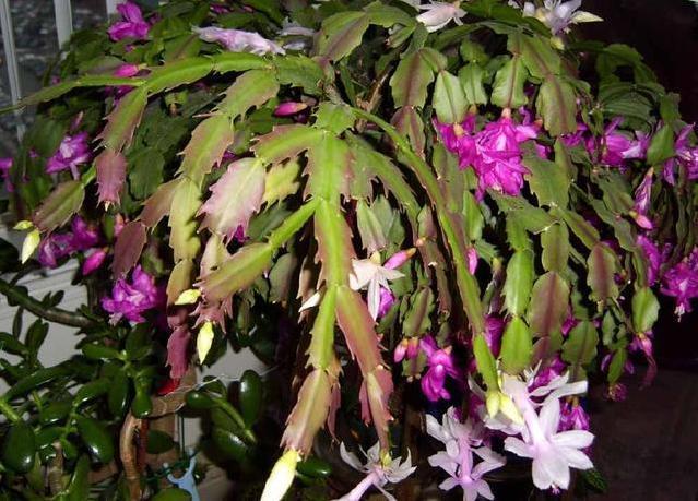 蟹爪兰怎么养才能开花蟹爪兰催花小妙招,养好了一年可开3次