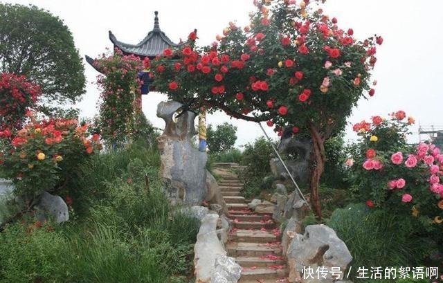 少吃两顿肉,此花也要栽2株,好养易成活,开花美又多!