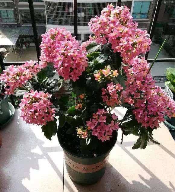 “聪明人”喜欢养的5种花,真能减少病菌吗?养之后:想多养几盆