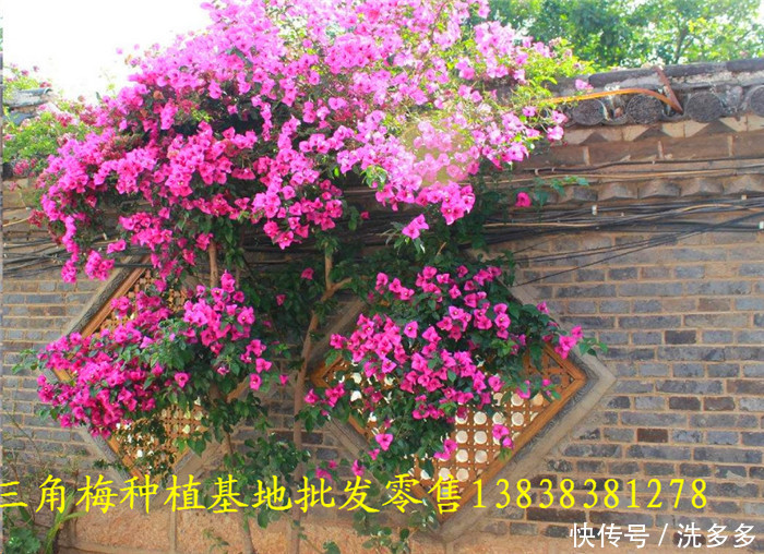 我在海南种三角梅