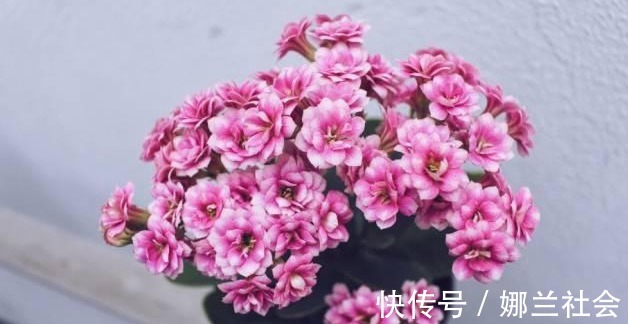 长寿花|君子兰肥到流油,长寿花开不断,原来他用了这个小方法!