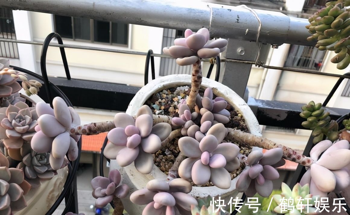 多肉怎么养出悬崖桩?选对花盆,选对品种,1年养成悬崖老桩