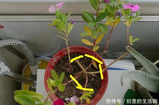 农村一种“泼辣花”，掐一心冒十枝花，一年长成老桩“小花树”！