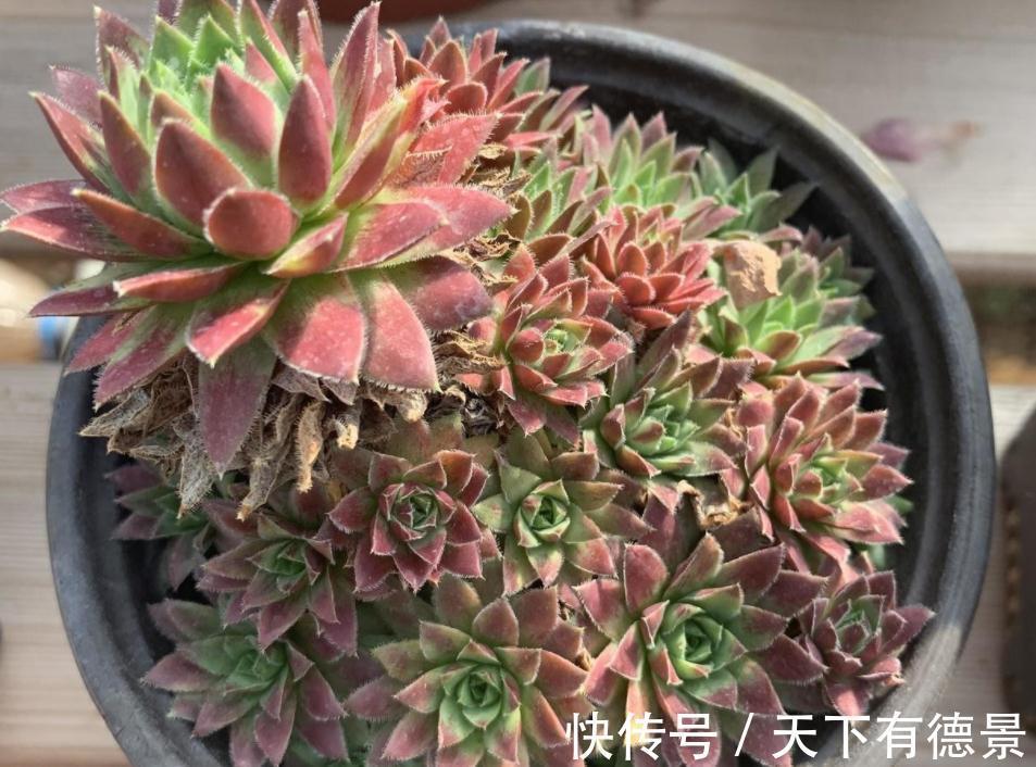 盆栽此款多肉,打理好这些,茎叶长得像莲花,一年四季都在开
