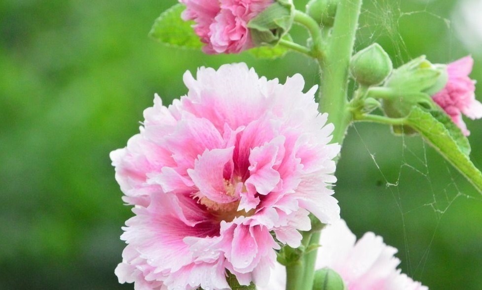 长寿花|此花才是真正的“长寿花”，1粒种子埋土里，一活就是50年