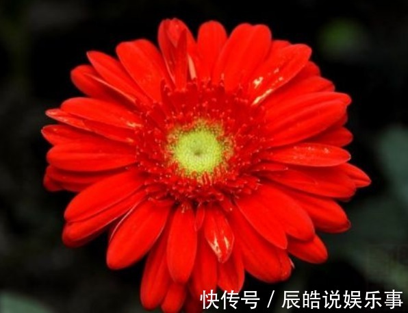 新手养花,不如养盆花中精品“小红菊”,花色红艳似火