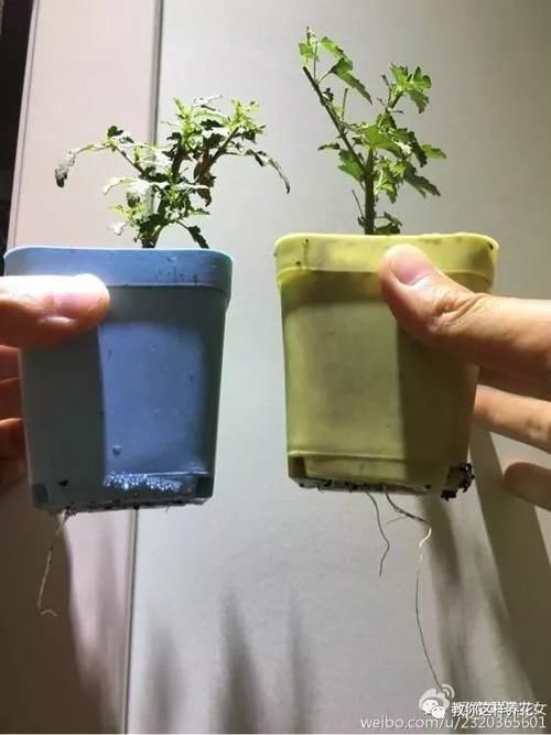 别养绿萝吊兰了,3种花剪根枝,插水里能活,开花一大片!