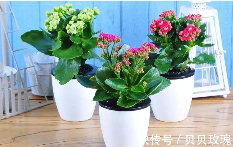 长寿花不好养,这样嫁接,以后不烂根,不黑腐,花开多爆盆