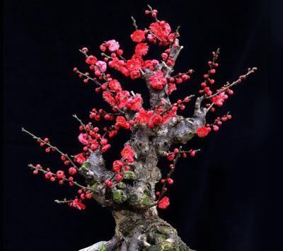 有个小院子,定要养棵耐寒花,一到冬天就开花,人人见了都夸美!