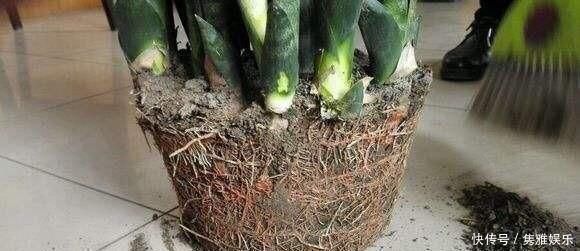 养花土壤板结,三种“玩意儿”丢盆里,土又好又肥,再也不板结了
