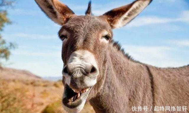 王朝|宋朝为什么一直被它国欺负?国内缺少一种资源,根本就不敢打大仗