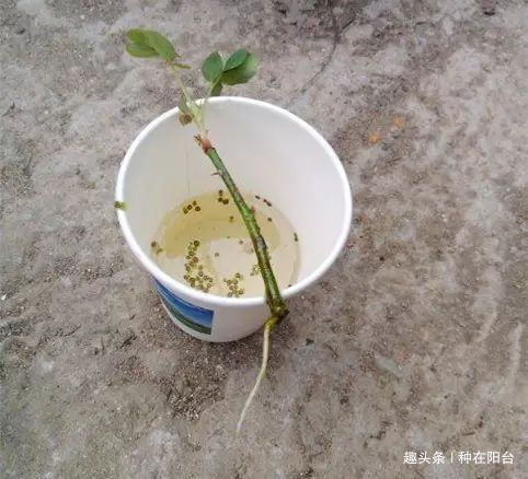 零成本将90地球植物种在阳台上 ,台长教你水陆两栖扦插法