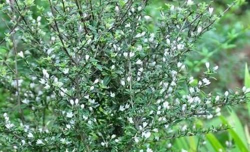 农村人称“白马骨”的野草,全身是宝,对风湿有良效,被广泛种植