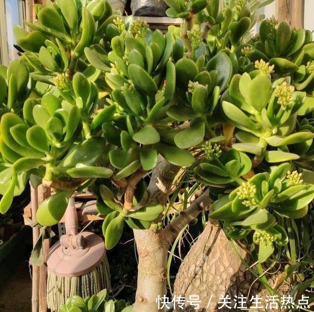 懒人|客厅养4种“树”真过瘾,几年长到2米高,懒人养“最合适”!