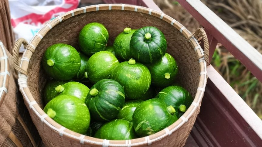 南瓜|粉糯香甜的南瓜“新秀”!龙泉市城北乡的贝贝南瓜喜丰收~