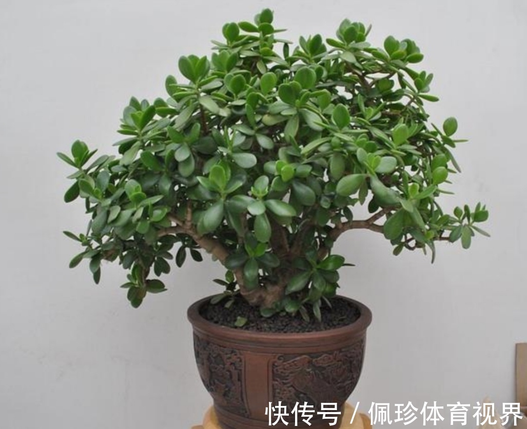 芦荟|耐干旱的5种花，夏天就怕多浇水，容易烂根黄叶