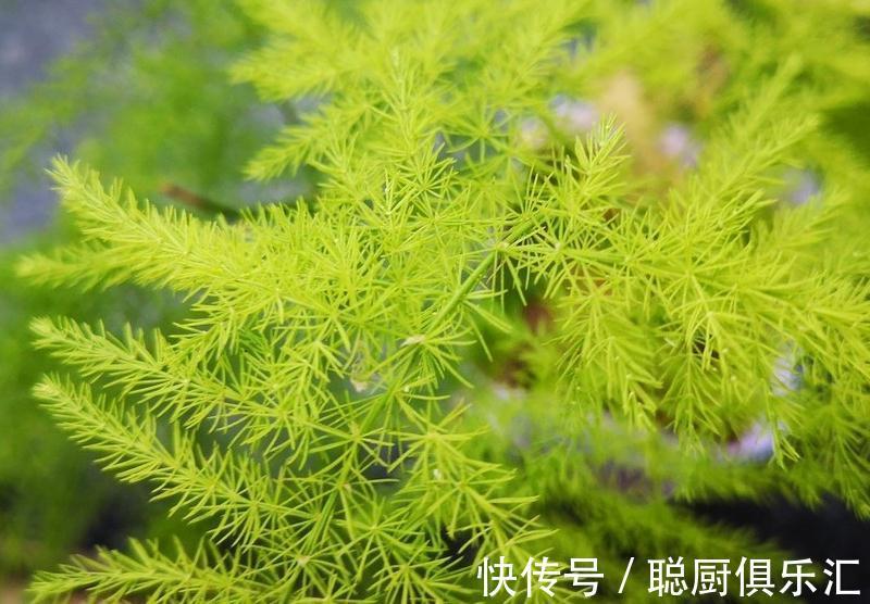 光照|文竹需要晒太阳吗,长期不见阳光会如何,了解之后也能养好文竹