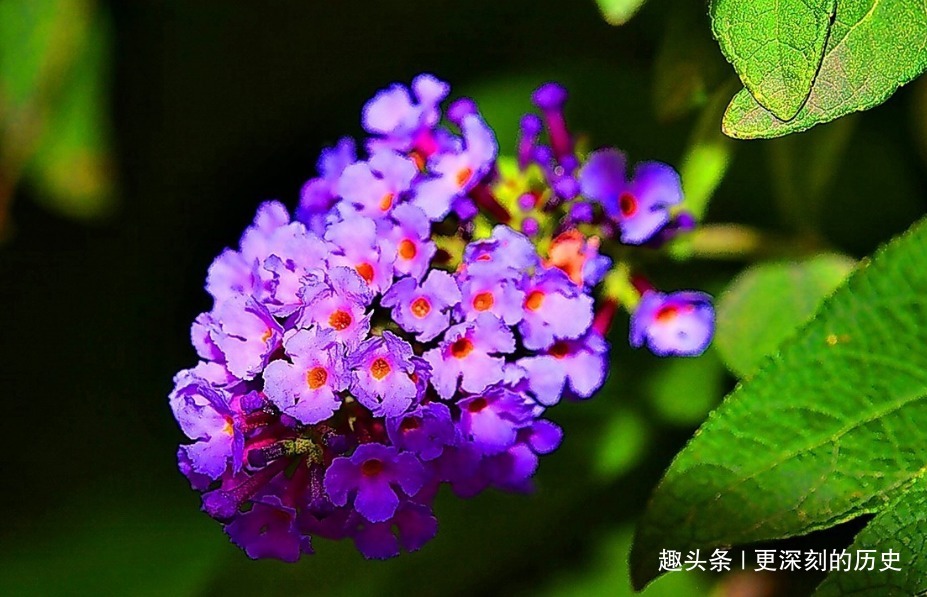 此花造型奇特色彩浓艳，给人一种活泼热闹的美感，象征着鸿运当头