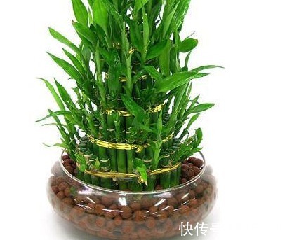 这三种绿植堪称植物界的吸油烟机，厨房放一盆，好看又健康